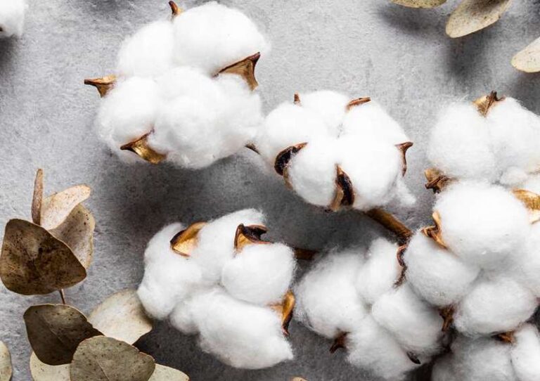 Partnership On Climate-Smart Rainfed Regenerative Cotton - Textile Insights