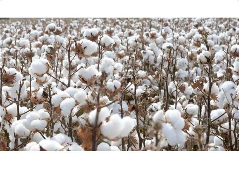 Brazil Forecast To Biggest Cotton Exporter Textile Insights