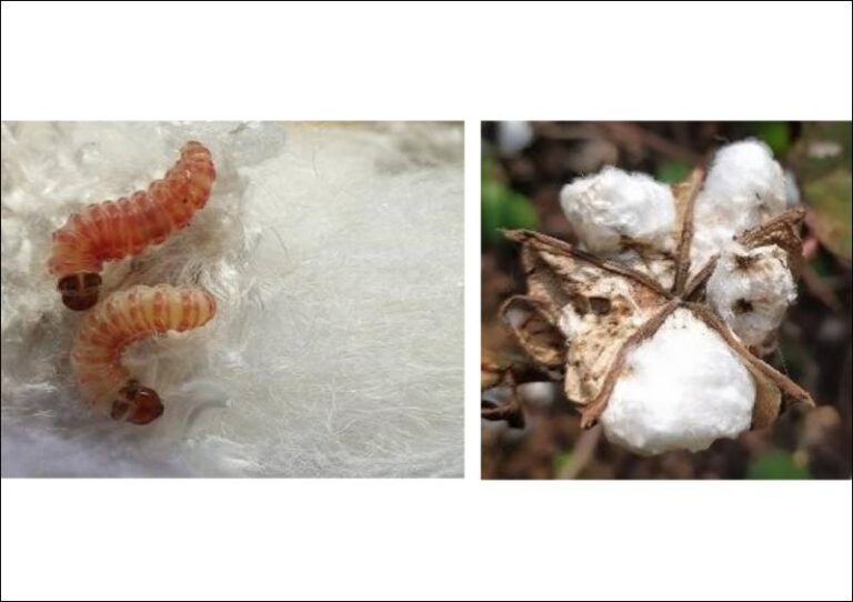 ICARCICR Deploys AI To Tackle Pink Ball Worms In Punjab Textile Insights